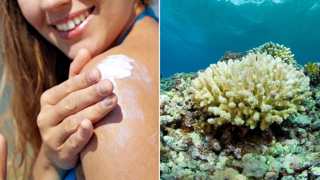 Read more about the article Hawaii protects coral reefs by banning harmful sunscreen chemicals