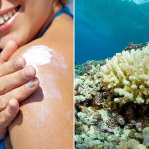 Hawaii protects coral reefs by banning harmful sunscreen chemicals