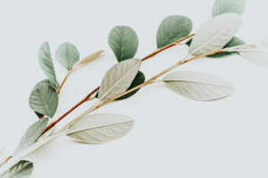 Read more about the article An Esthetician’s Guide to Non-Medical Dermaplaning