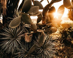 Read more about the article How to Help Your Spa Clients with Melanogenesis
