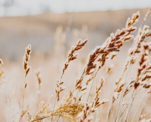 Read more about the article Stop Chasing “Next”: The Power of Being Present